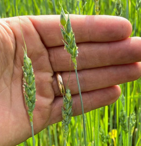 Un campo di grano saraceno dell'azienda agricola Poggioriotto