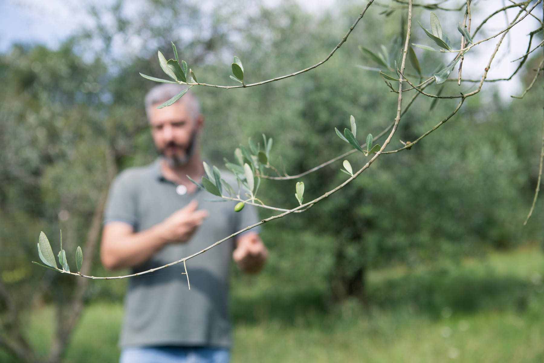 A man surrounded by olive trees